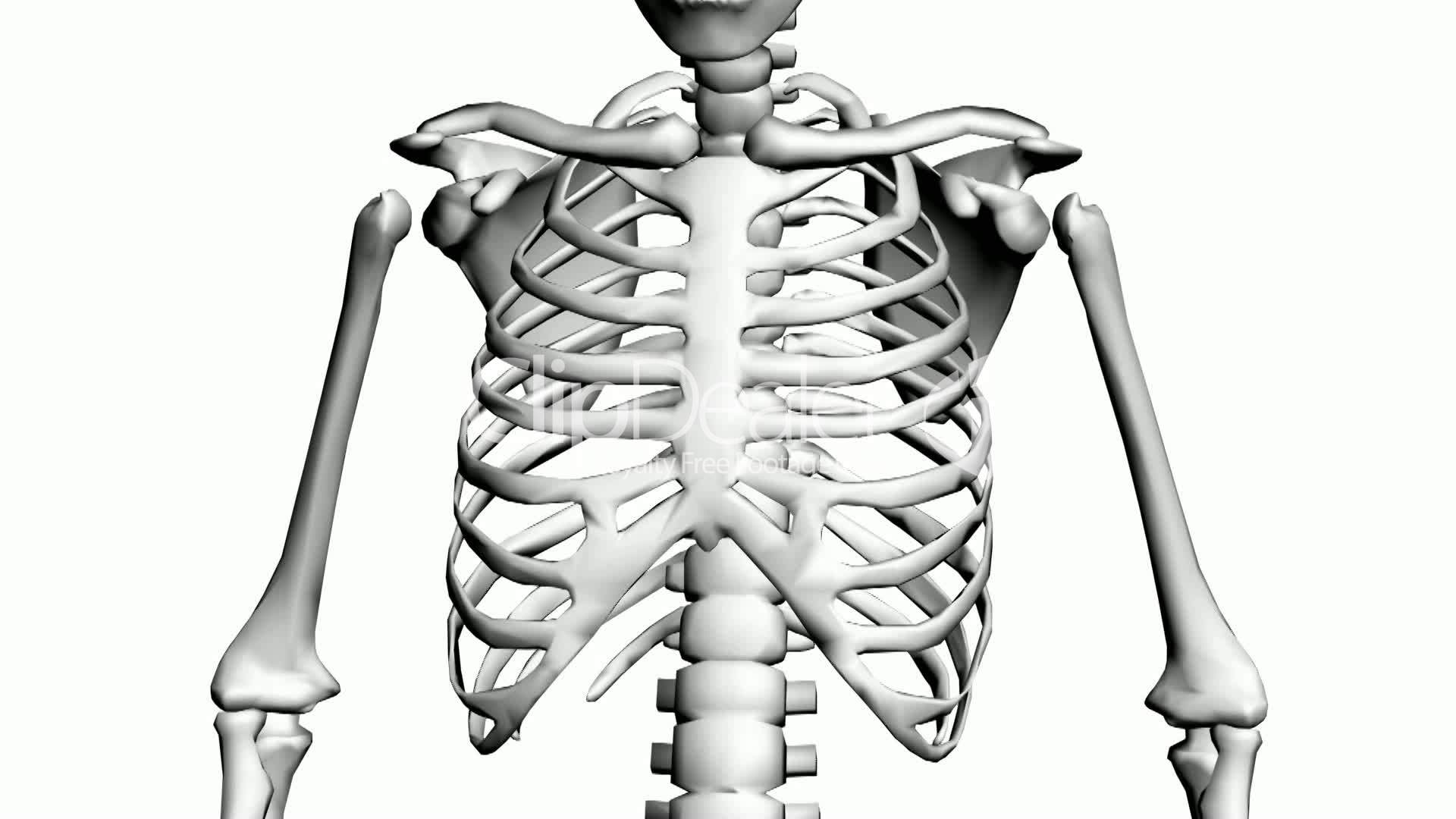 Anatomy Of Chest Bones Rotation Of 3d Skeletonribschestanatomy Images